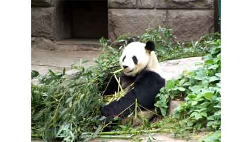 Panda in Beijing Zoo