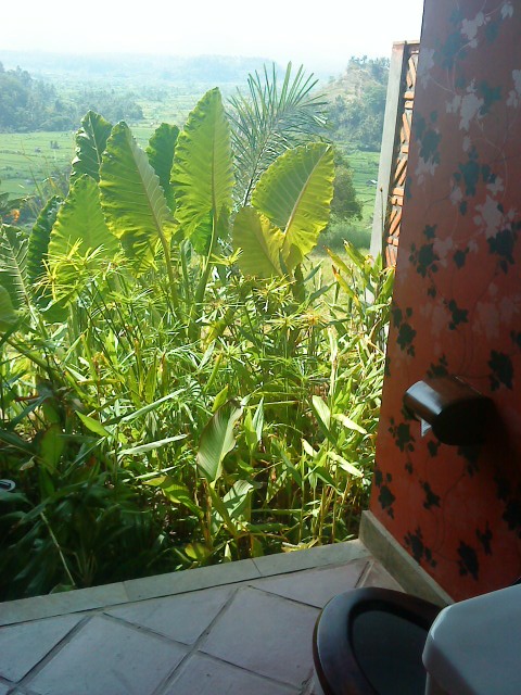 bali asli