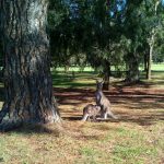 Club Catalina, Batemans Bay