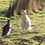 Albino Wombat, Bruny Island, Tasmania